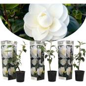 Camellia japonica - Set de 3 - Blanc - Roses - Pot
