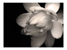 Papier peint - fleur de lotus 350x270 cm