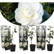 Plant In A Box - Camellia japonica - Set de 3 - Blanc - Roses - Pot 9cm - Hauteur 25-40cm - Blanc