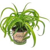 Bloomique - Lys d'herbe - Chlorophytum 'Green Bonnie' chaque - PetFriendly - Plante d'intérieur ⌀12 cm - ↕25 cm