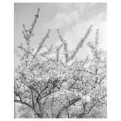 Tableau impression sur toile branches blanches à fleurs 60x90cm