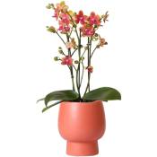 Orchidée Phalaenopsis orange parfumée en pot scandinave
