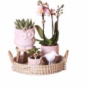 Ensemble de vie d'intérieur avec plantes d'intérieur faciles d'entretien - y compris décoration - prix tout compris 'set romantic'
