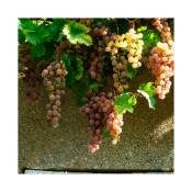 Javoy Plantes - Vigne 'Chasselas Rose' - vitis vinifera
