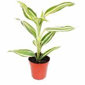Mini plante - Dracaena sanderiana - Dragonnier - Idéal pour petits bols et verres - Petite plante en pot de 5,5 cm