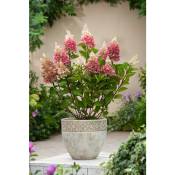 Plant In A Box - Hydrangea 'Pinky Winky' - Hortensia