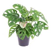 Plant In A Box - Monstera Monkey-Mask - ⌀ 12cm - Hauteur 20-30cm - Vert