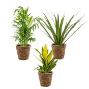 Bloomique - 3x Mélange de plantes d'intérieur tropicales