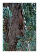 Eucalyptus citriodora - Eucalyptus citronn - 15 graines