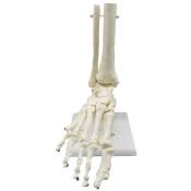 1:1 Modèle D'Anatomie Du Pied Squelette Humain Pied et Cheville avec Tige Modèle Anatomique Ressources PéDagogiques D'Anatomie