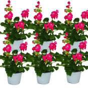 Géraniums sur pied - Pelargonium zonale - pot 12cm - set de 6 plantes - rose vif
