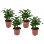 Plant In A Box - Coffea Arabica - Plante à café - Set de 4 - Pot 12cm - Hauteur 25-40cm - Vert