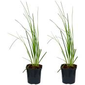 Bloomique - 2x Cortaderia selloana 'Mini Pampas' - Persistant - Croissance rapide - ⌀17 - ↕30 cm