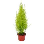 Cyprès d'intérieur - Cupressus macrocarpa Wilma - 1 plante - facile d'entretien - purificateur d'air - pot 12cm - Exotenherz