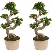 Ficus Ginseng S-Shape - Set de 2 - Japonaise Bonsai - Pot 20cm - Hauteur 55-65cm