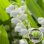 Plant In A Box - Convallaria Majalis 'Muguet' - rhizome / bulbe à fleur - Lot de 20 - Blanc
