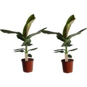 Plant In A Box - Musa Cavendish - Set de 2 - Plantes d'intérieur - Pot 21cm - Hauteur 90-100cm - Vert