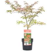 Acer palmatum 'Shirazz' - Erable japonais - Pot 19cm