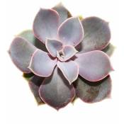 Exotenherz - Echeveria - perle de Nuremberg - petite plante en pot de 5,5 cm
