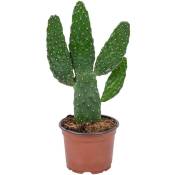 Opuntia 'Rubescens' - Road Kill Cactus chaque - Plante