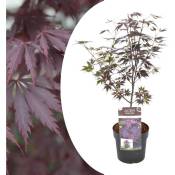 Plant In A Box - Acer palmatum 'Black Lace' - 'Limited Edition' - Pot 19cm - Hauteur 60-70cm - Vert