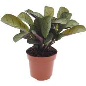 Plant In A Box - Ctenanthe Amagris - Pot 12cm - Hauteur