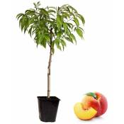 Plant In A Box - Prunus Persica Bonanza - Pêcher nain - Pot 14cm - Hauteur 60-70cm - Rose