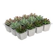 Cactus dans pot plusieurs modèles 8.5cm