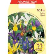 Iris hollandica mélange d'ampoules couleurs (lot de