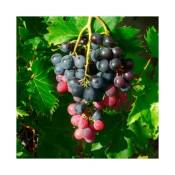 Javoy Plantes - Vigne 'Ampelia® Aladin' - vitis vinifera