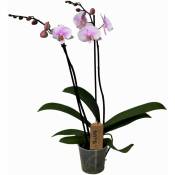 Phalaenopsis - Orchidée rose - Pot 12cm - Hauteur