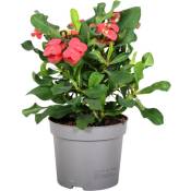 Plant In A Box - Euphorbia Milii - Épine du Christ