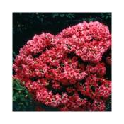 Rhododendron compact Baden Baden - Rouge