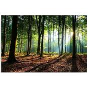 Tableau bois les rayons du soleil dans la forêt -