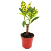 Mini-Plante - Croton - Codiaeum - Arbuste merveilleux - Idéal pour les petits bols et verres - Petite plante en pot de 5,5 cm