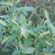 Pepinières Naudet - Saule à Trois Étamines (Salix Triandra) - Godet - Taille 20/40cm