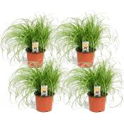 Plant In A Box - Cyperus - Set de 4 - Herbe à chat - ⌀ 12cm - Hauteur 30-40cm - Vert