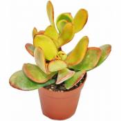 Exotenherz - Crassula portulacea Sunset - plante moyenne