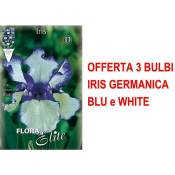 Offrez 3 bulbes iris germaniques et blancs blancs
