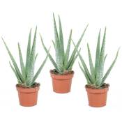 Plant In A Box - Aloe Vera - Set de 3 - Succulentes - ⌀10,5cm - Hauteur 25-40cm - Vert