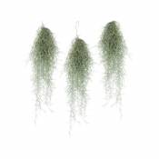 Plant In A Box - Tillandsia Usneoides 'Beard tillandsias' - Set de 3 - Hauteur 25-50cm