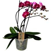 Phalaenopsis Multiflora - Orchidée Pourpre - Pot 12cm