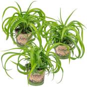 Bloomique - Herbe Lily - Chlorophytum 'Green Bonnie'