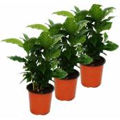 Caféier (Coffea arabica) 3 Plante - plante d'intérieur