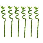 Dracaena sanderiana - Set de 6 - Lucky Bamboo - Hauteur 40-50cm - Vert