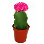 Exotenherz - Gymnocalycium mihanovichii - fraise cactus