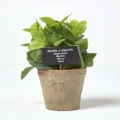 Homescapes - Plante aromatique artificielle en pot,