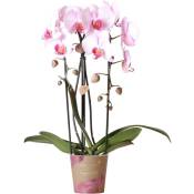 Kolibri Orchids - Orchidées colibris - Orchidée Phalaenopsis