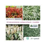 Leaderplantcom - Kit arbustes persistant, rustique