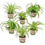 6x Grass Lily Mix - Grass Lily - Plantes d'intérieur